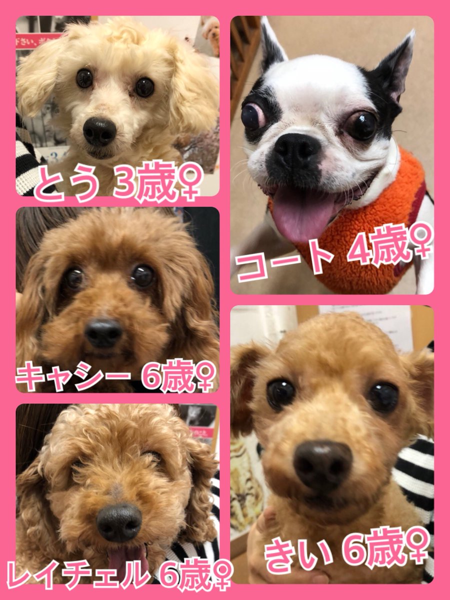 🐾今日の里親様募集中ワンコ🐶メンバーです🐾2018,10,27